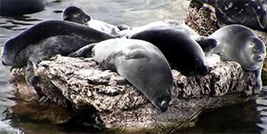 Около 20 байкальских нерп уплыли в Ангару на льдине - 1 слайд