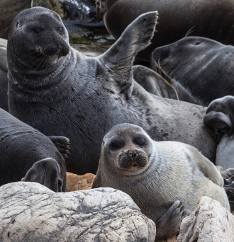 В аквариумах  нашего музея снова можно  увидеть нерп.   Ждём Вас ежедневно!