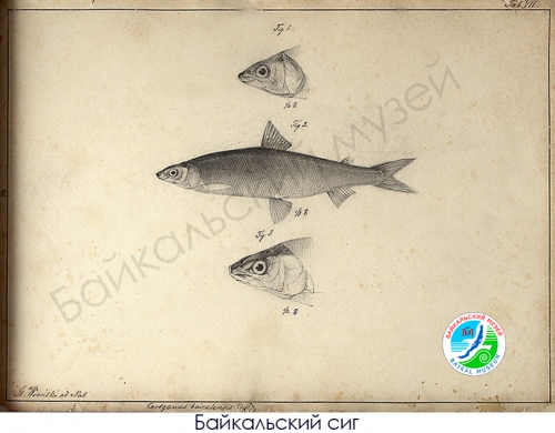 РИСУНКИ С. Е. ВРОНСКОГО - 6 слайд