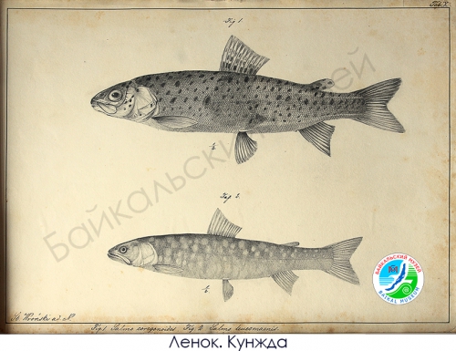 РИСУНКИ С. Е. ВРОНСКОГО - 10 слайд