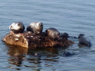 Миниатюра - 4 слайд