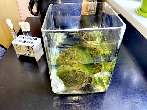 Лекция и практическое занятие «Роль спирогиры как идентификатора качества воды озера Байкал» для учеников образовательного комплекса «Точка будущего» - 8 слайд