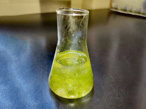 Лекция и практическое занятие «Роль спирогиры как идентификатора качества воды озера Байкал» для учеников образовательного комплекса «Точка будущего» - 9 слайд