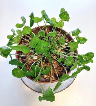 Лекция на тему «Реликт Тункинской долины – мегадения»