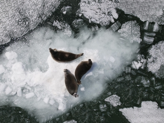 Миниатюра - 4 слайд