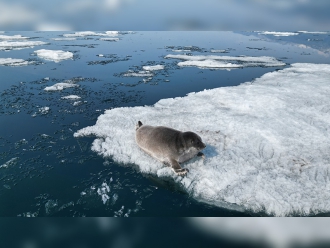 Миниатюра - 3 слайд