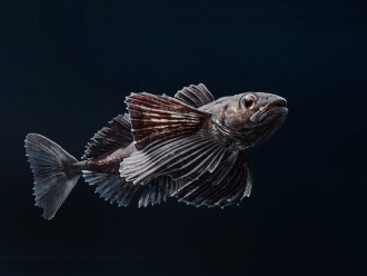 РЕПРОДУКТИВНОЕ ПОВЕДЕНИЕ ДЛИННОКРЫЛОЙ ШИРОКОЛОБКИ, РЕЗУЛЬТАТЫ ЭКСПЕРИМЕНТА, ЭТАП 2024 г.