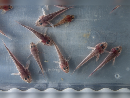 ИХТИОЛОГИЧЕСКАЯ ЭКСПЕДИЦИЯ БМ, июль 2024 г. - 4 слайд