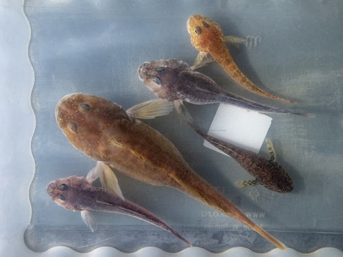 ИХТИОЛОГИЧЕСКАЯ ЭКСПЕДИЦИЯ БМ, июль 2024 г. - 5 слайд