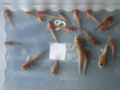 ИХТИОЛОГИЧЕСКАЯ ЭКСПЕДИЦИЯ БМ, июль 2024 г. - 6 слайд