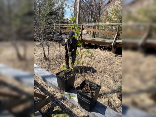 Посадка новых растений в дендропарке - 5 слайд