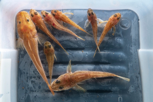 Ихтиологическая экспедиция на НИС «Профессор А. А. Тресков» - 7 слайд