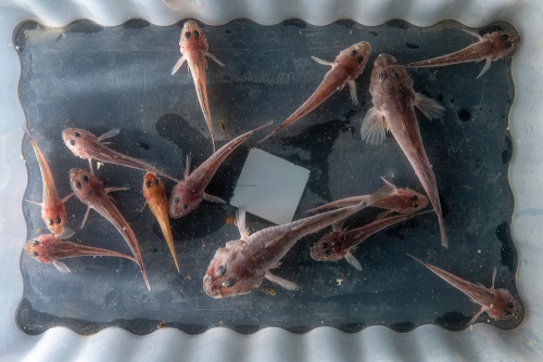 Ихтиологическая экспедиция на НИС «Профессор А. А. Тресков» - 8 слайд