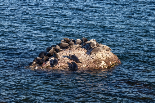 Мониторинг за байкальскими нерпами продолжает своё развитие - 1 слайд