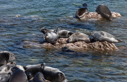 Мониторинг за байкальскими нерпами продолжает своё развитие - 2 слайд