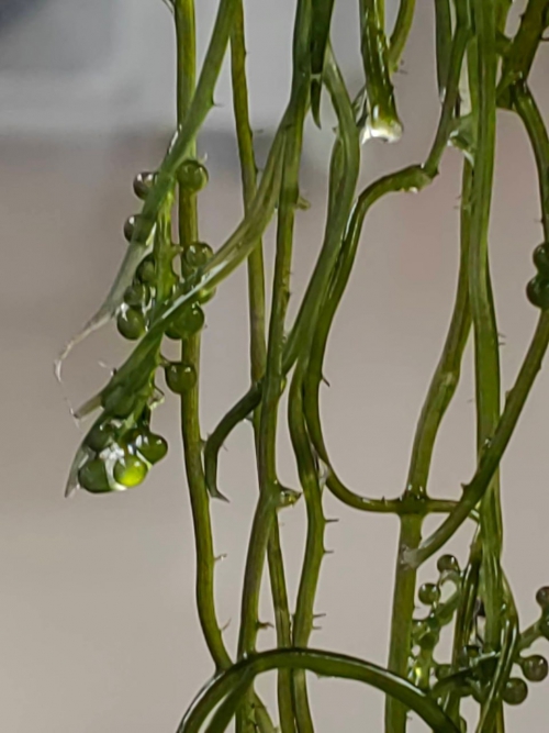 Байкальский музей продолжает развивать сотрудничество с восточно-азиатскими странами - 7 слайд